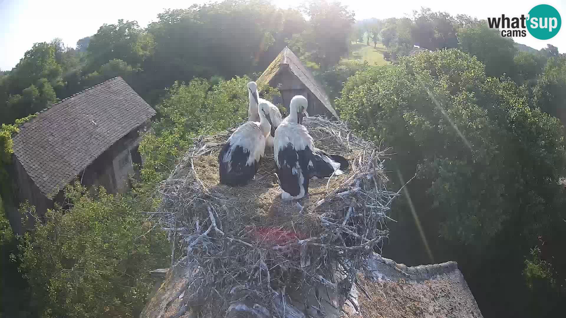 Pueblo europeo de cigüeñas camera en vivo Parque Natural Lonjsko polje