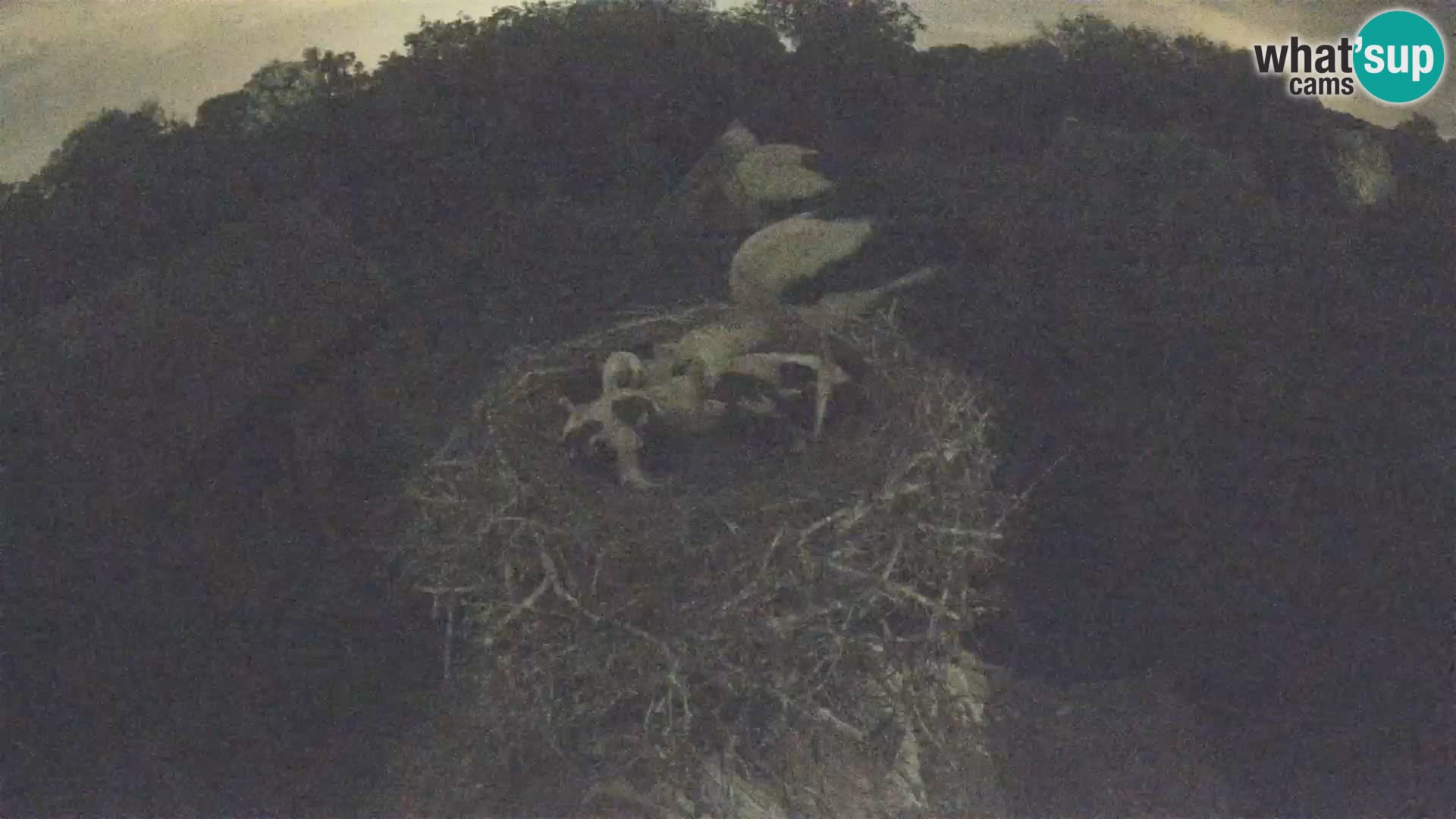 Villaggio delle cicogne europee webcam Parco naturale di Lonjsko polje