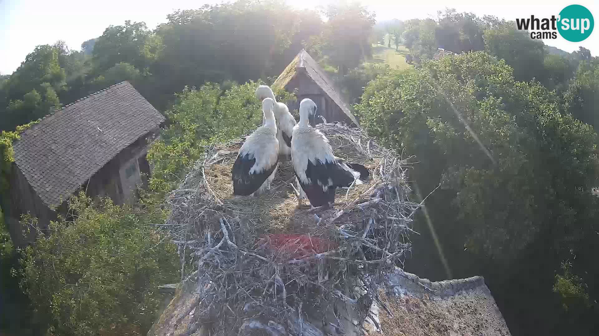Villaggio delle cicogne europee webcam Parco naturale di Lonjsko polje