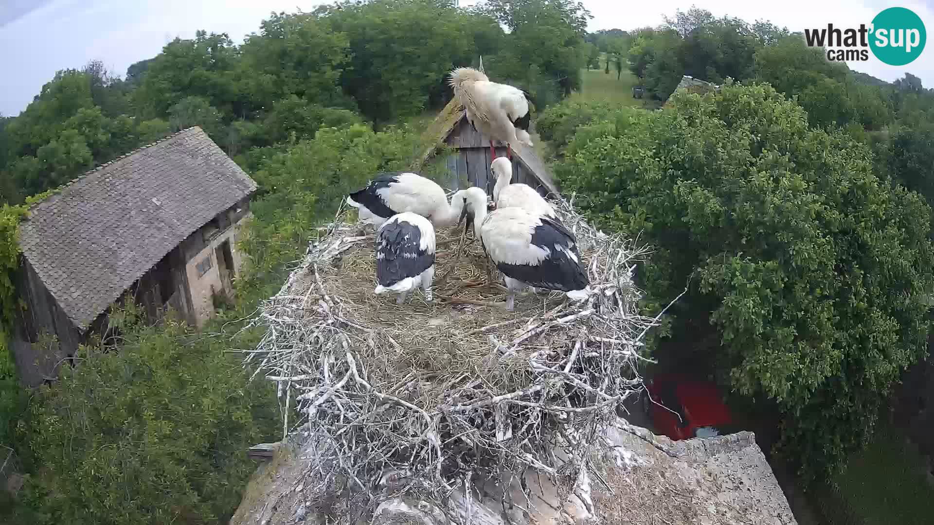 Village européen de cigognes webcam Parc naturel de Lonjsko polje