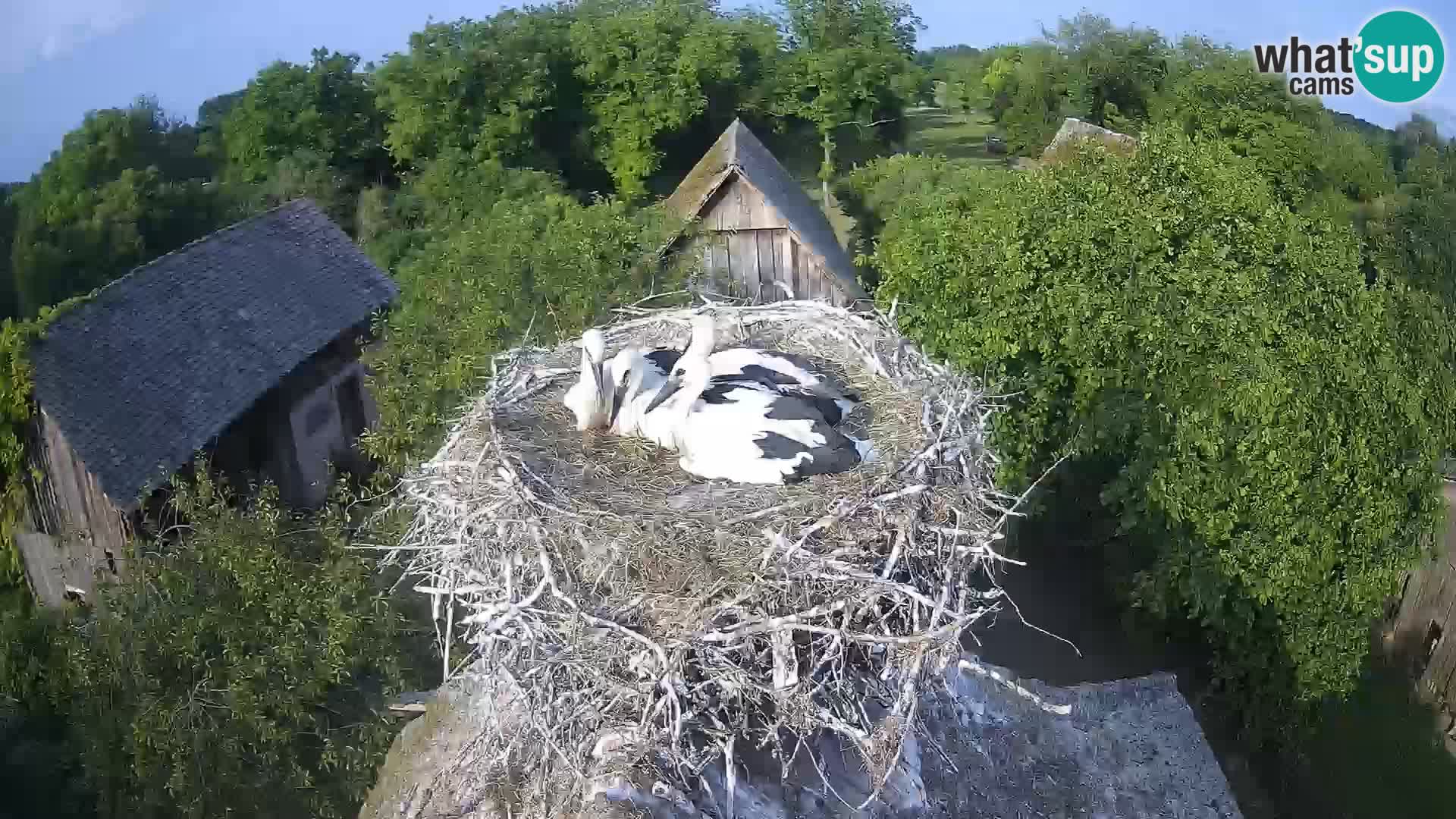Village européen de cigognes webcam Parc naturel de Lonjsko polje