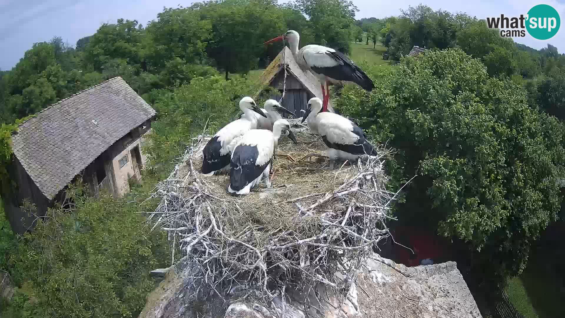Live webcam European stork village – Lonjsko polje Nature Park
