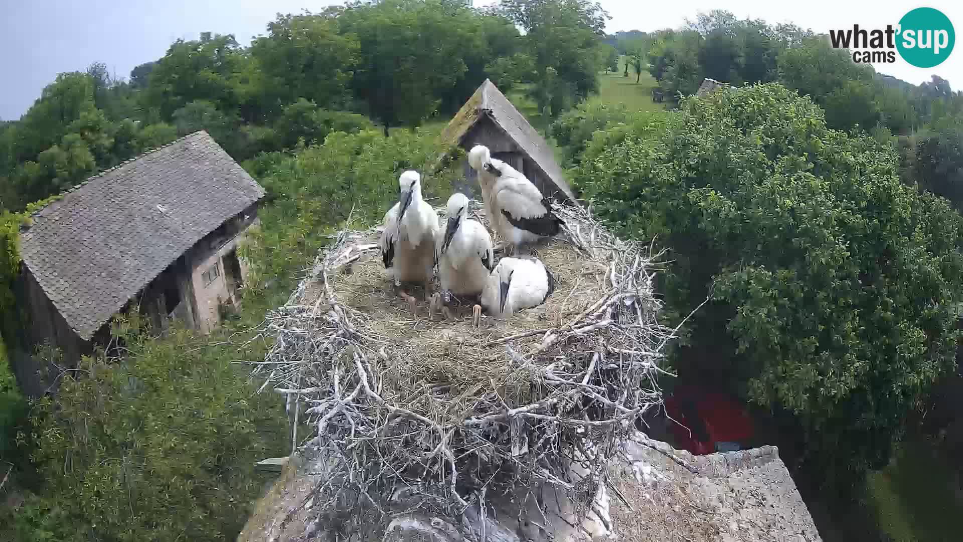 Villaggio delle cicogne europee webcam Parco naturale di Lonjsko polje