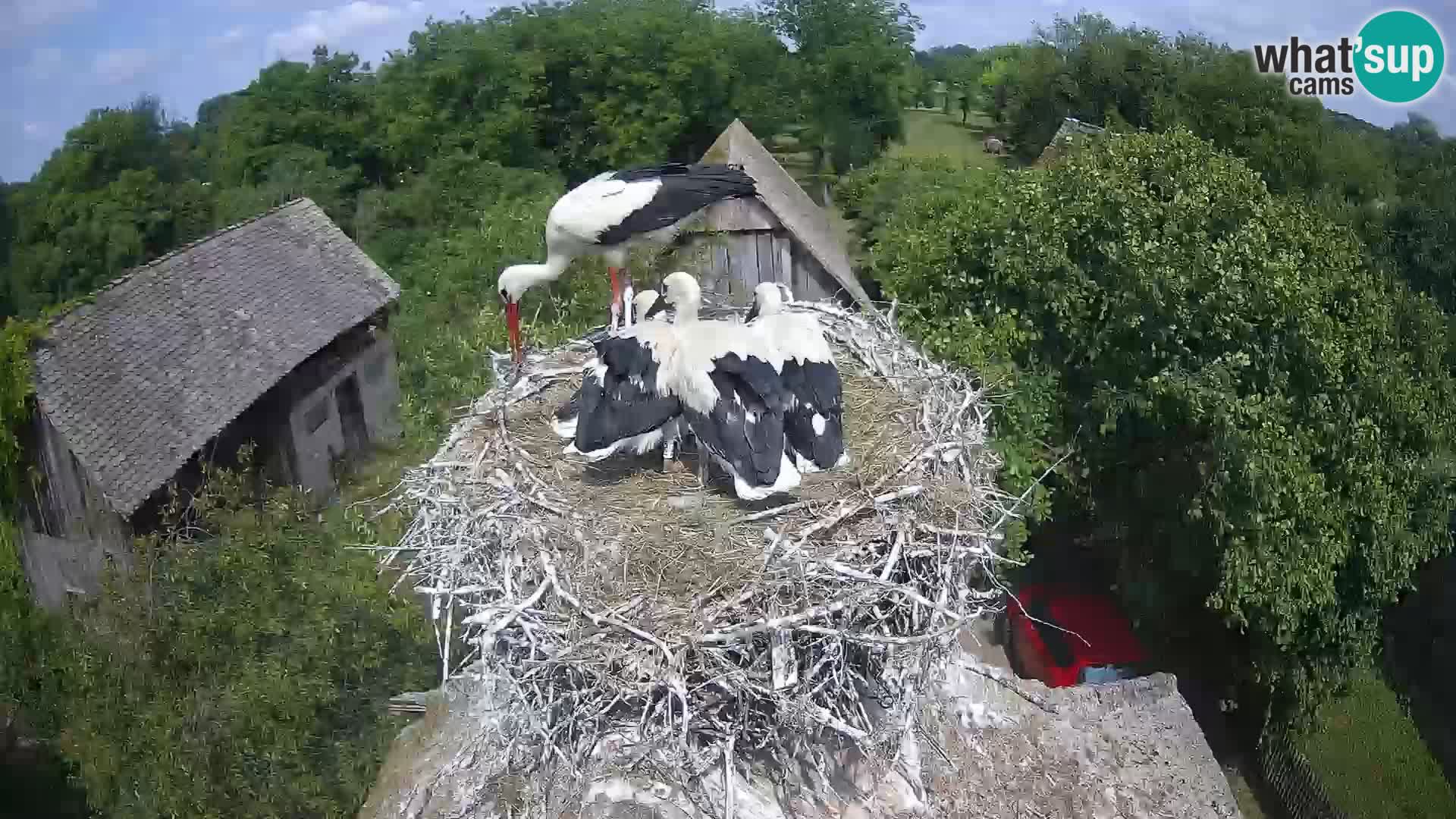 Live webcam European stork village – Lonjsko polje Nature Park