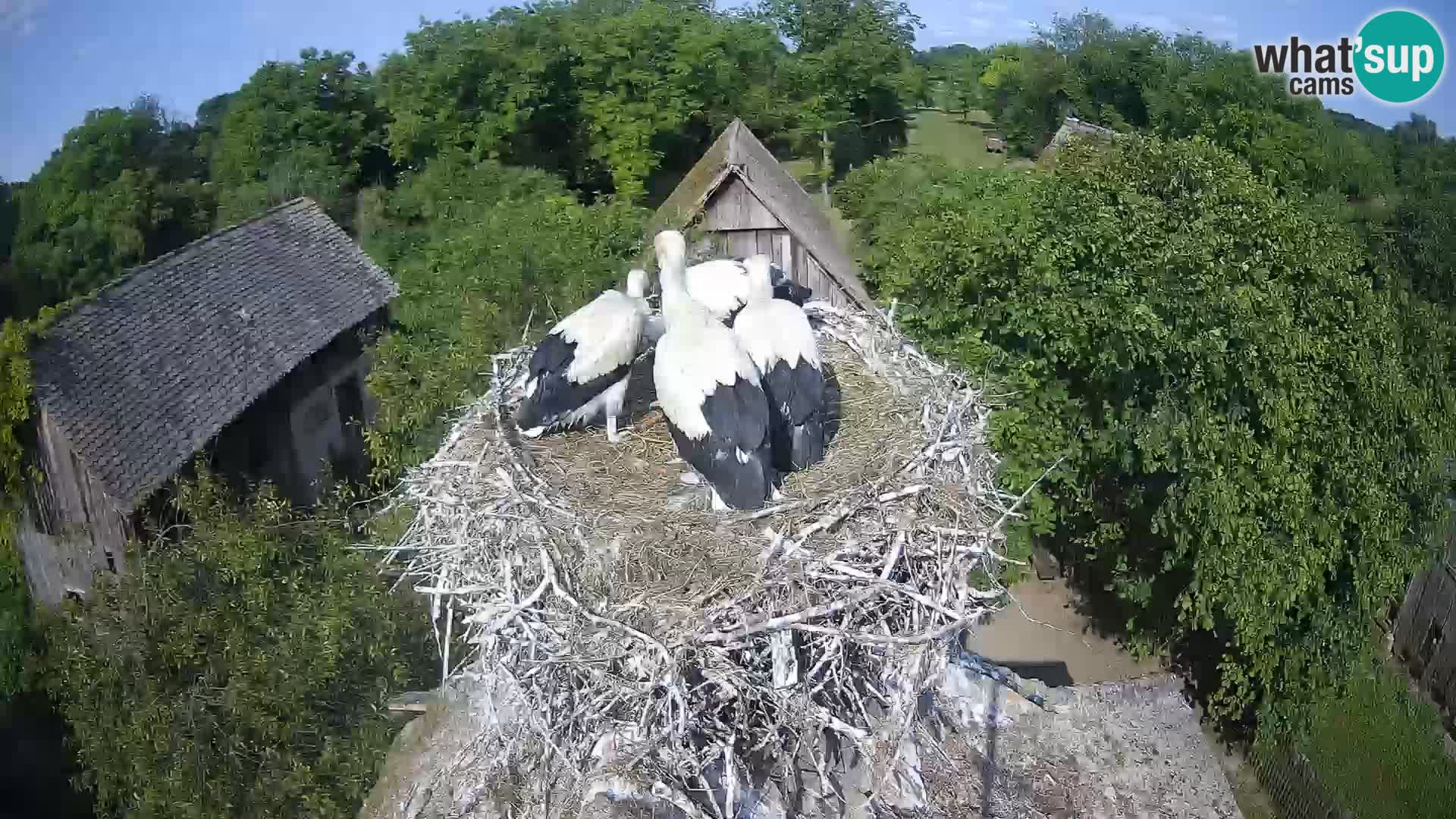 Pueblo europeo de cigüeñas camera en vivo Parque Natural Lonjsko polje