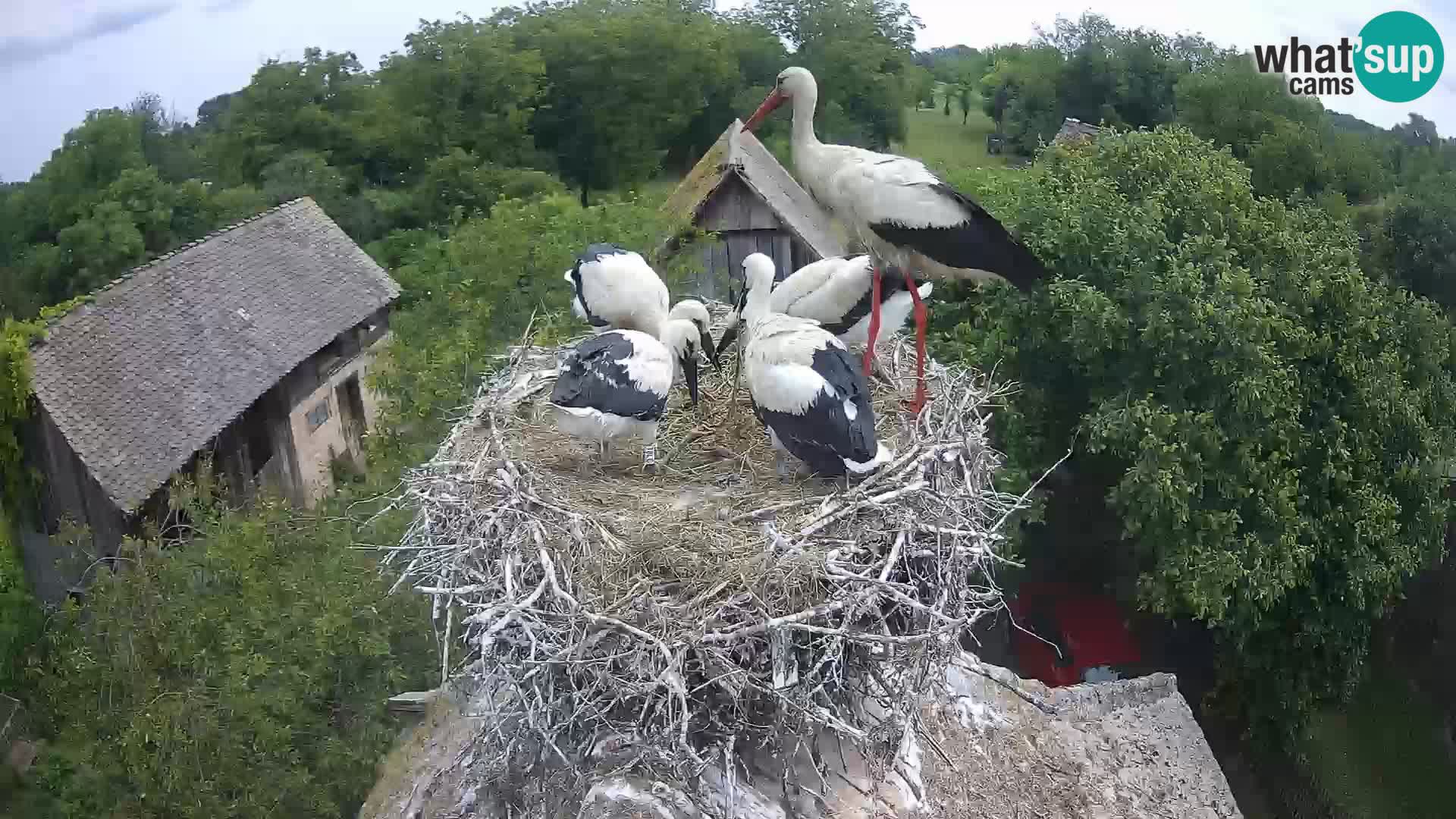 Village européen de cigognes webcam Parc naturel de Lonjsko polje