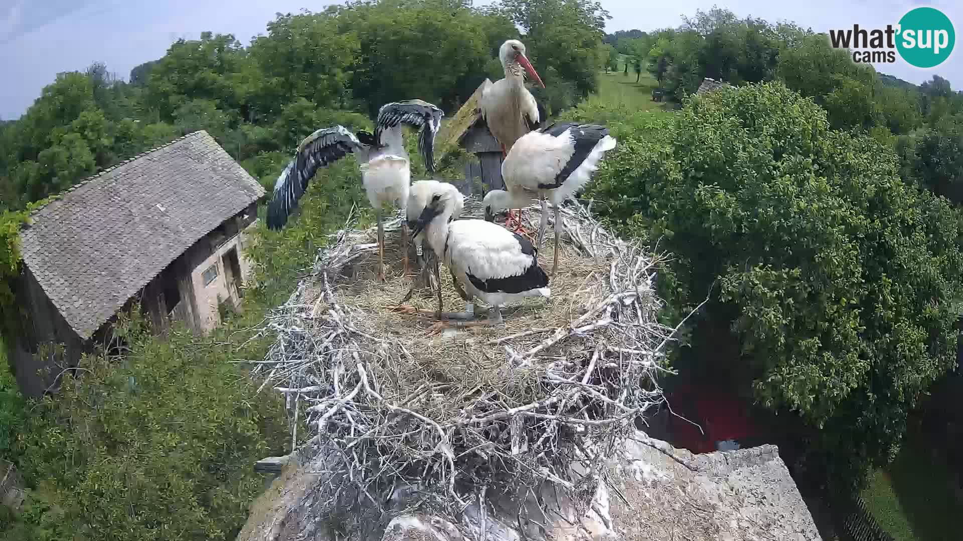 Pueblo europeo de cigüeñas camera en vivo Parque Natural Lonjsko polje