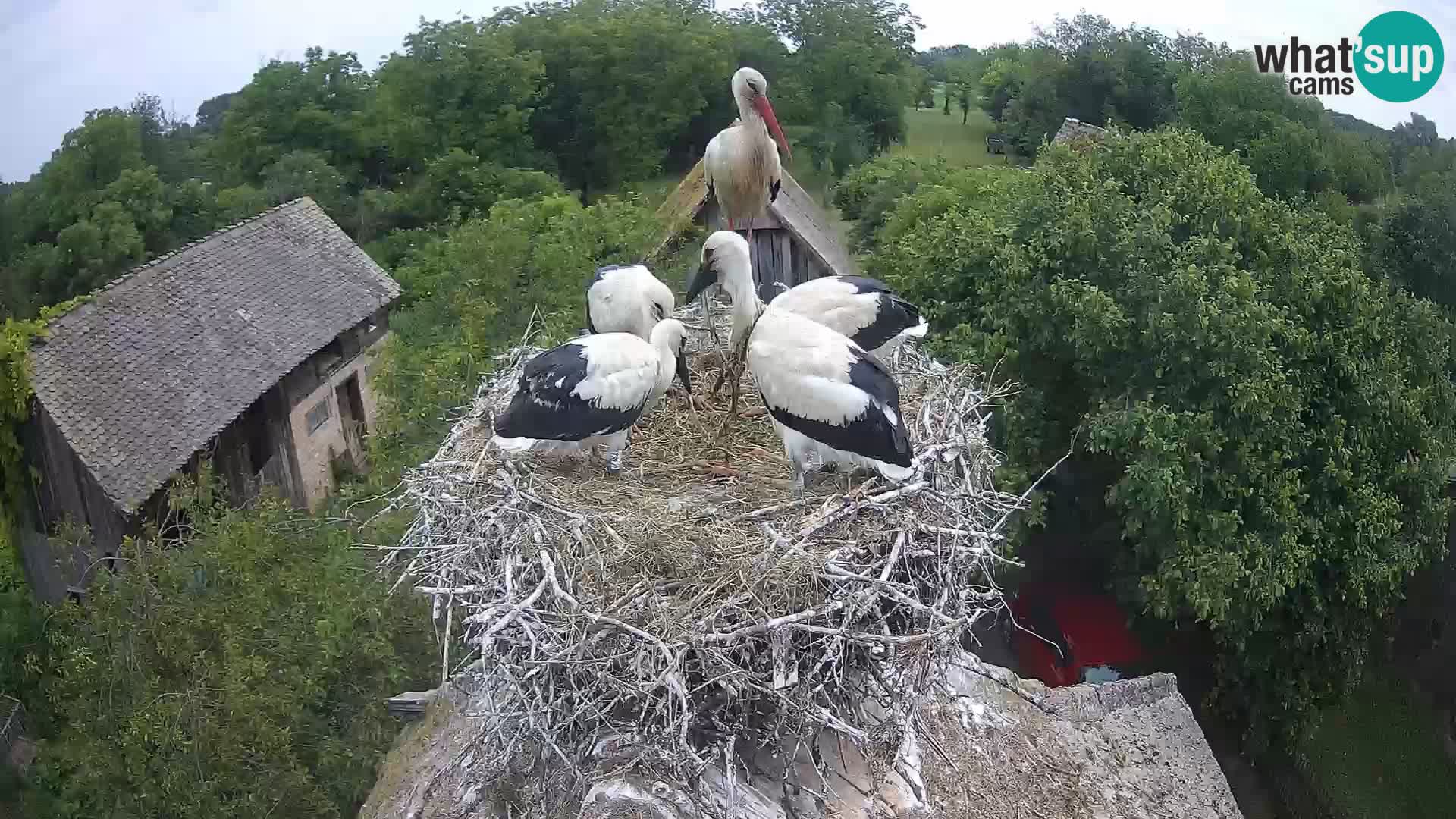 Villaggio delle cicogne europee webcam Parco naturale di Lonjsko polje
