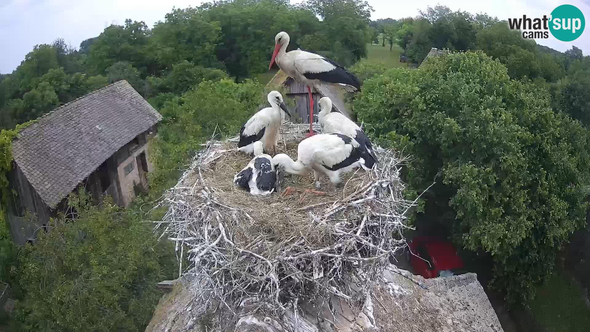 Webcam Europäisches Storchendorf – Naturpark Lonjsko polje