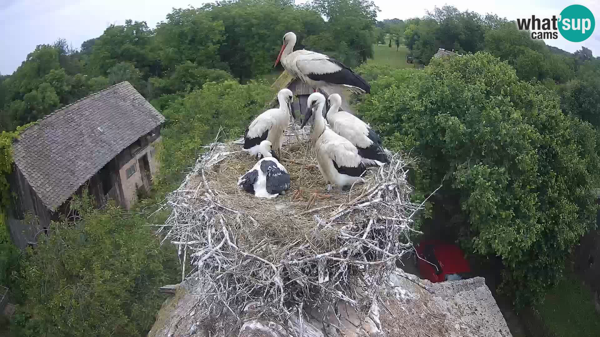 Live webcam European stork village – Lonjsko polje Nature Park