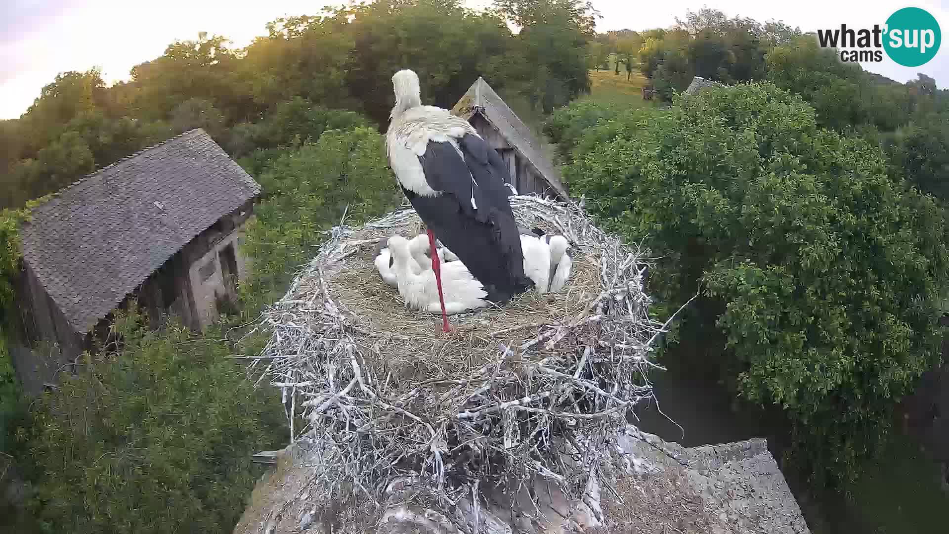 Villaggio delle cicogne europee webcam Parco naturale di Lonjsko polje