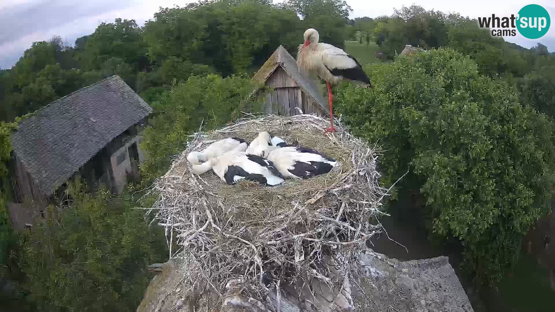 Live webcam European stork village – Lonjsko polje Nature Park