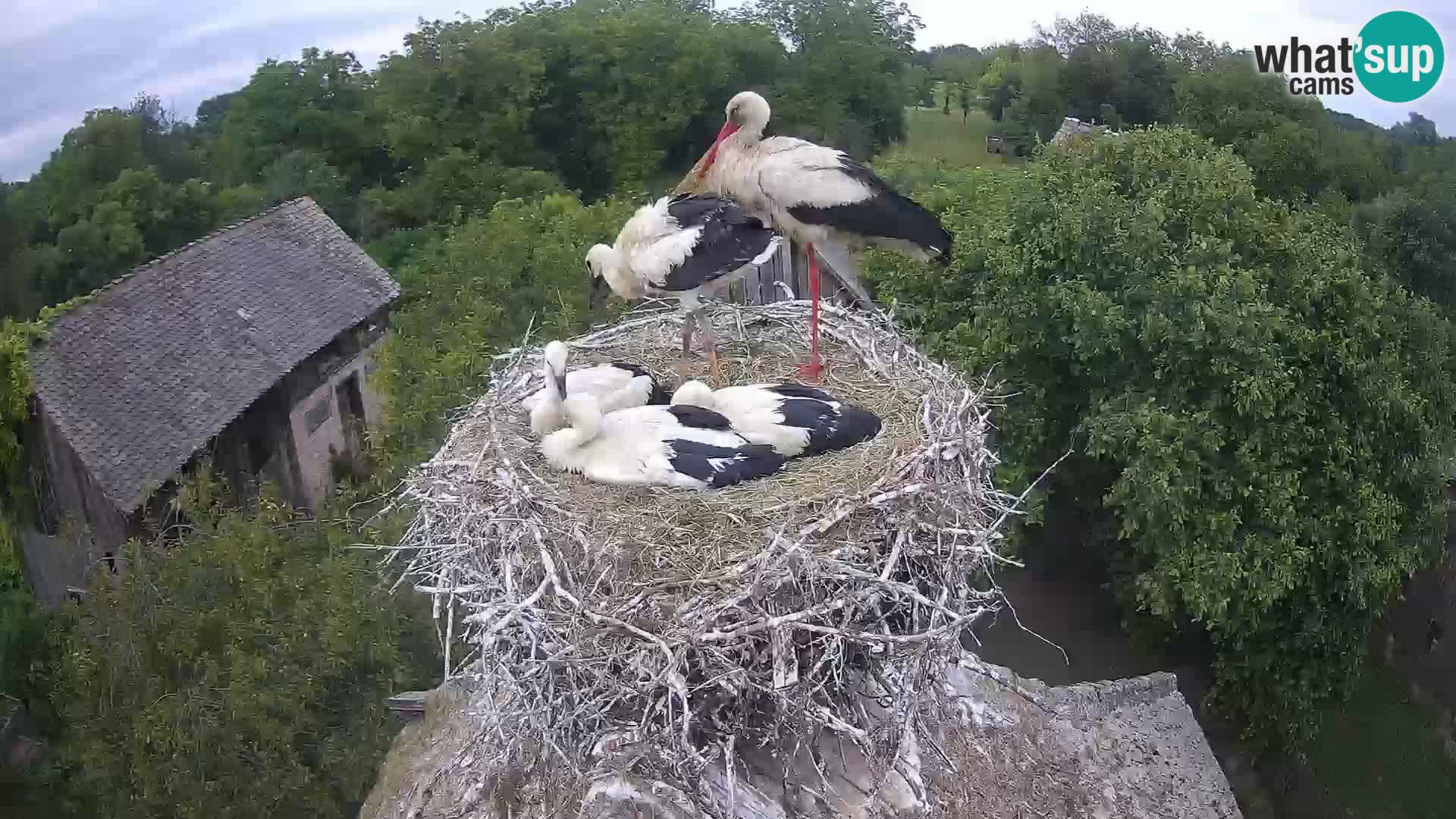 Live webcam European stork village – Lonjsko polje Nature Park