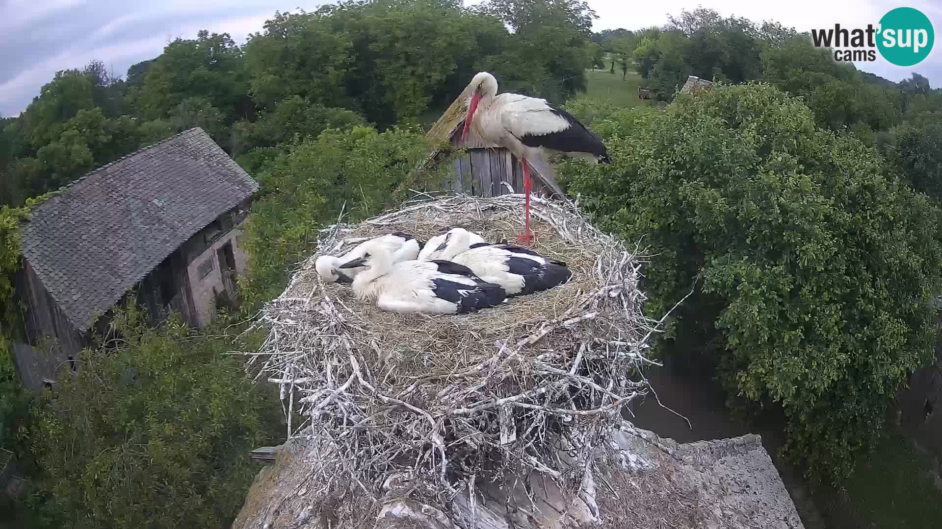 Webcam Europäisches Storchendorf – Naturpark Lonjsko polje