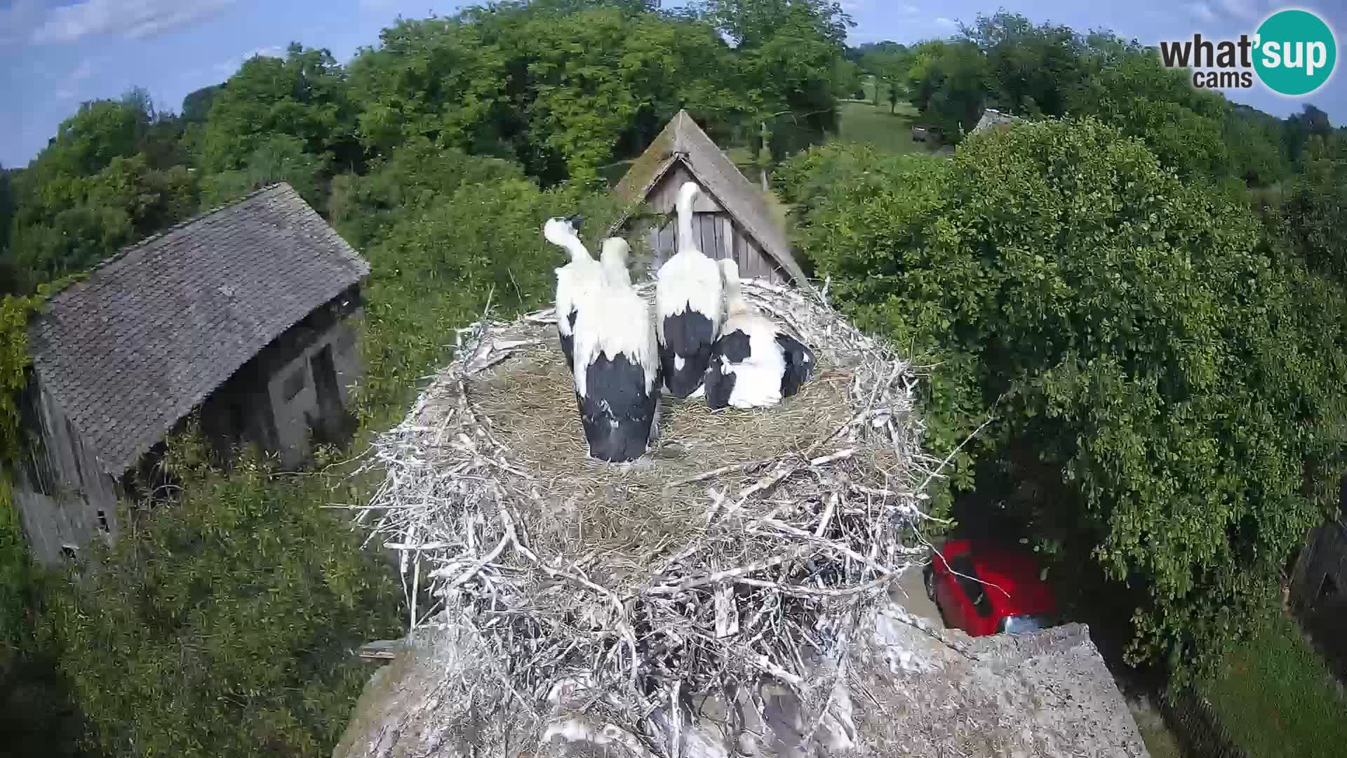 Webcam Europäisches Storchendorf – Naturpark Lonjsko polje