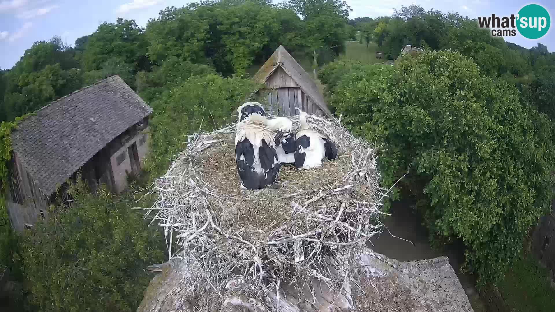Webcam Europäisches Storchendorf – Naturpark Lonjsko polje
