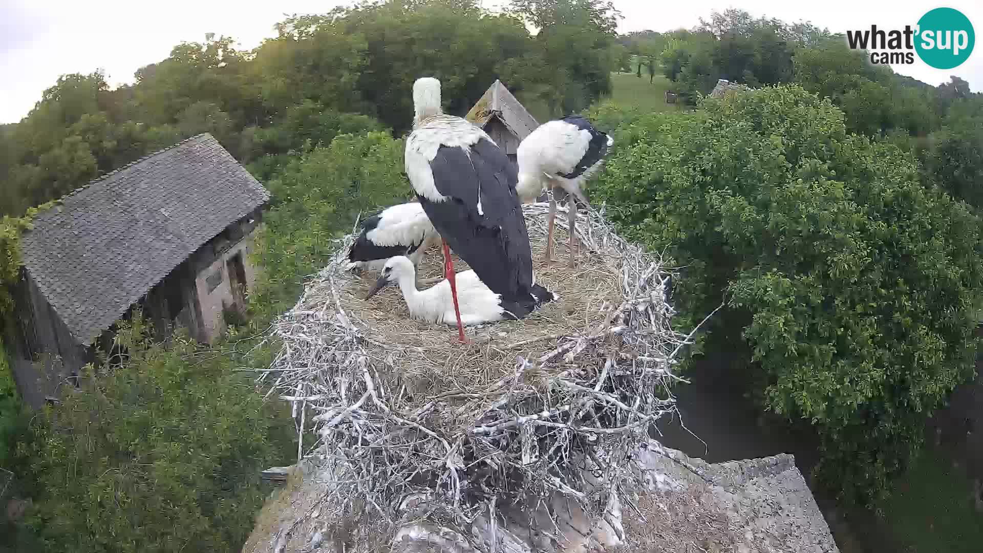 Pueblo europeo de cigüeñas camera en vivo Parque Natural Lonjsko polje