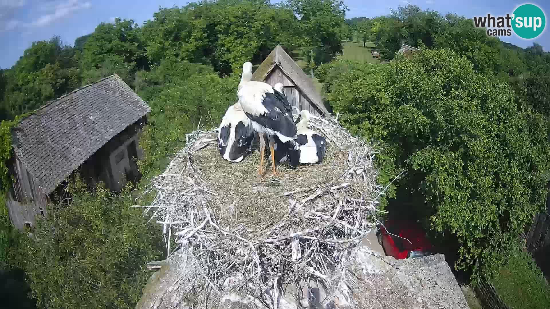 Villaggio delle cicogne europee webcam Parco naturale di Lonjsko polje