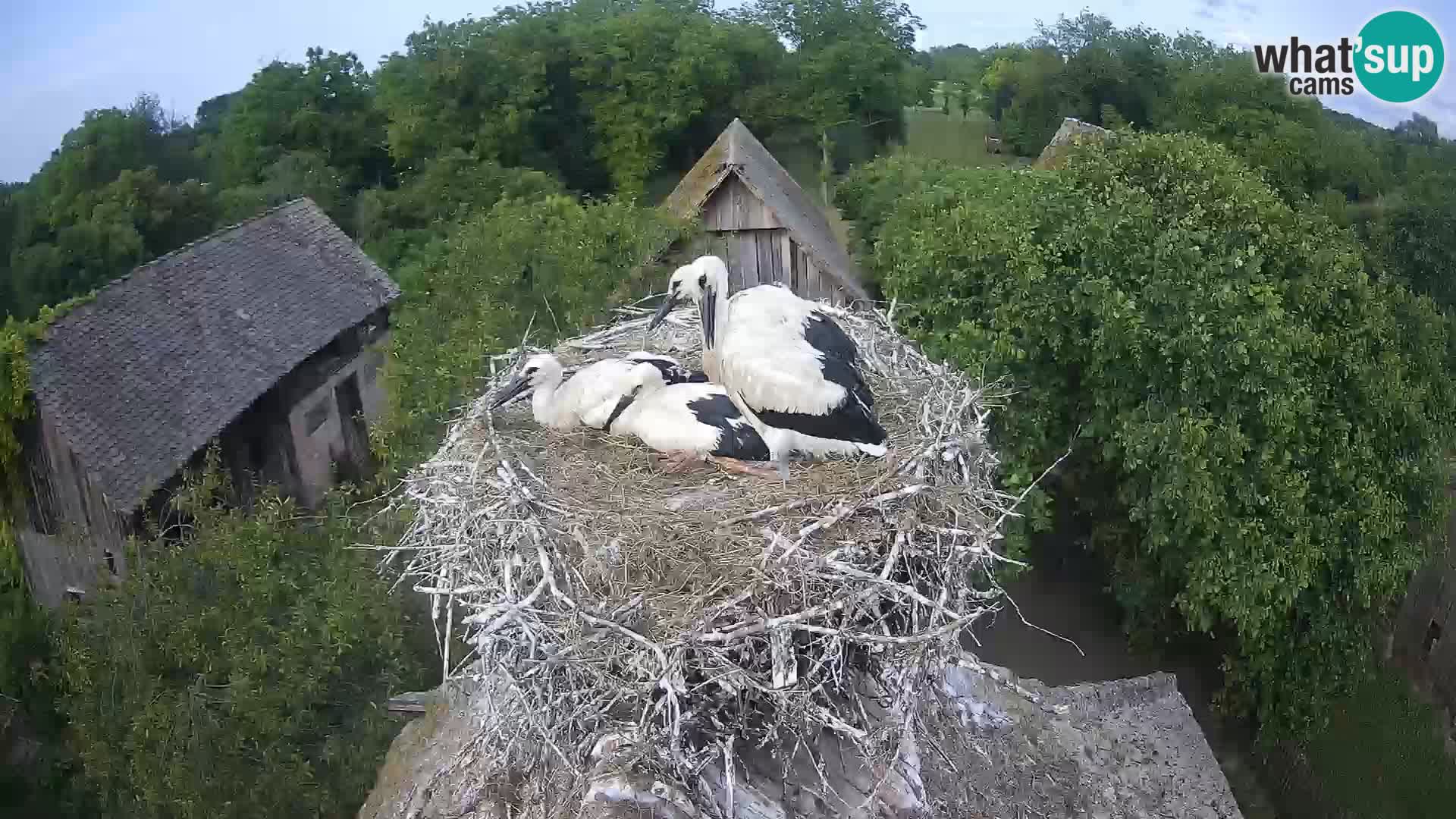 Villaggio delle cicogne europee webcam Parco naturale di Lonjsko polje