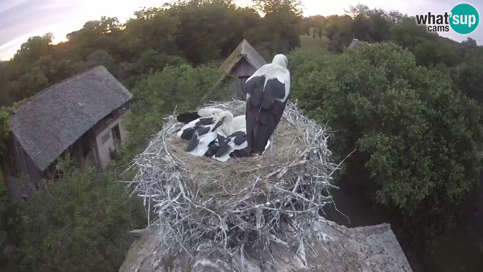 Villaggio delle cicogne europee webcam Parco naturale di Lonjsko polje