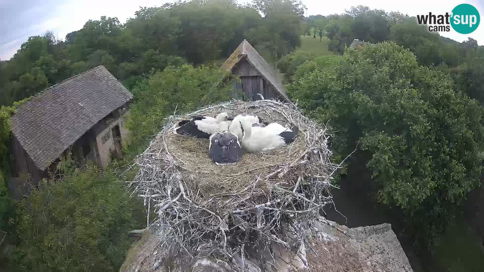 Pueblo europeo de cigüeñas camera en vivo Parque Natural Lonjsko polje