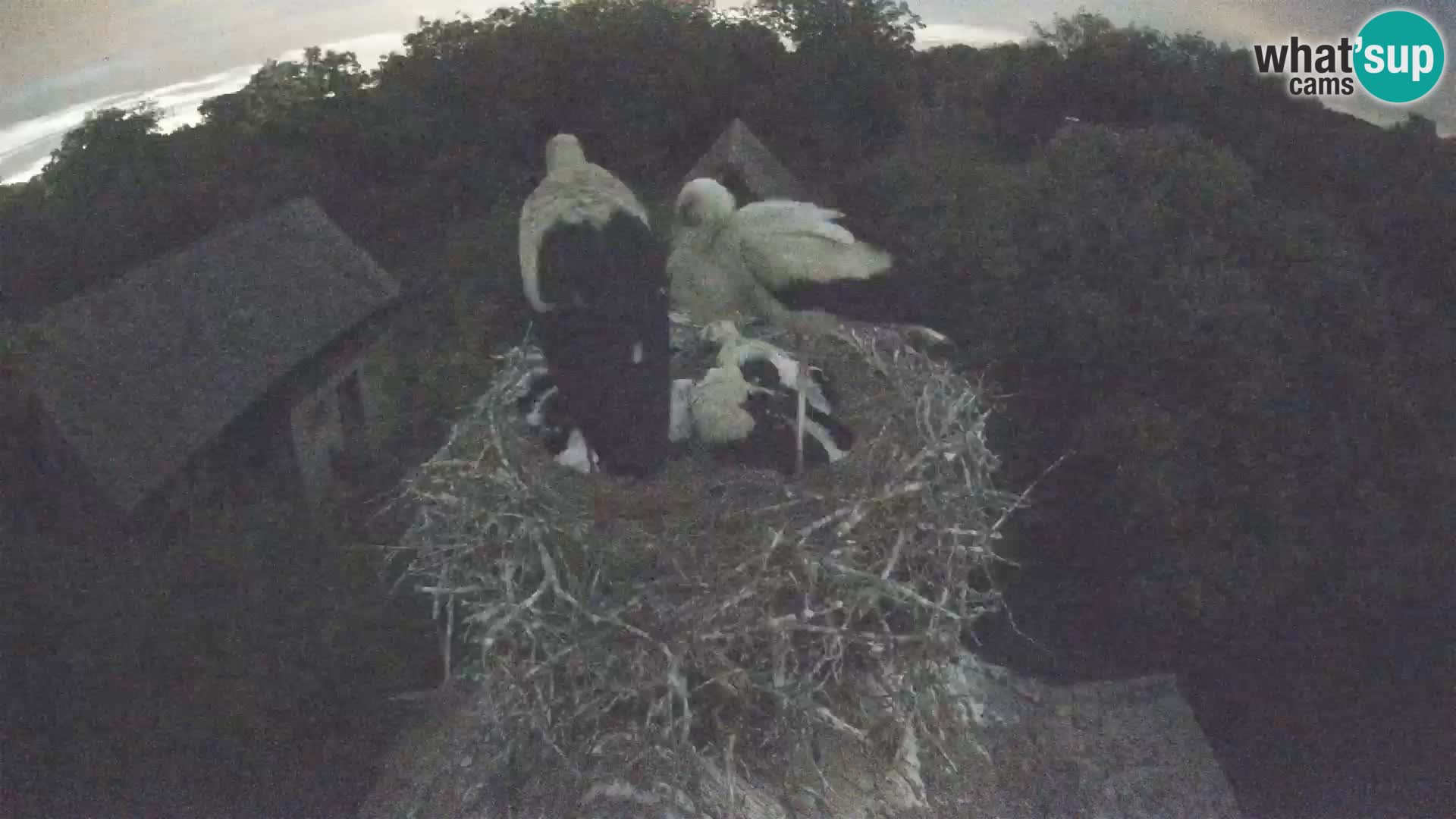 Pueblo europeo de cigüeñas camera en vivo Parque Natural Lonjsko polje