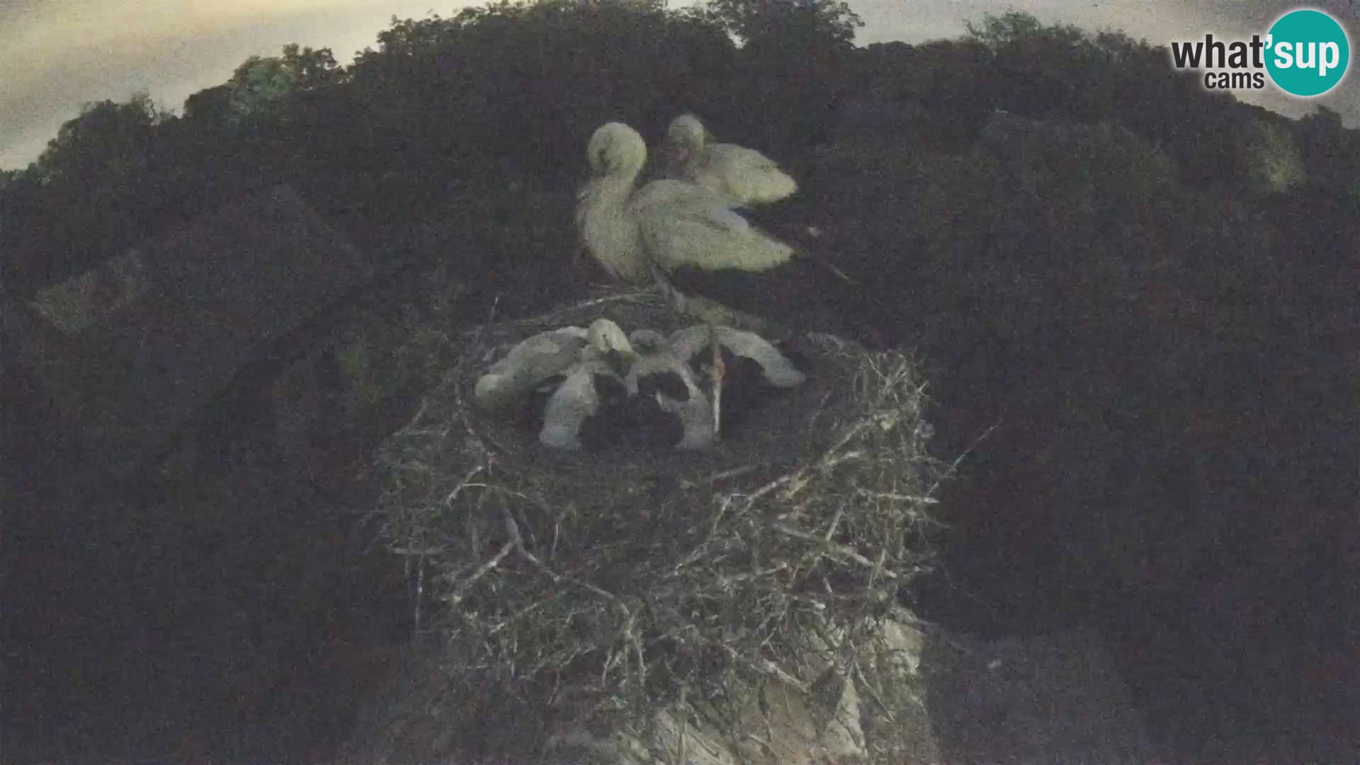 Village européen de cigognes webcam Parc naturel de Lonjsko polje