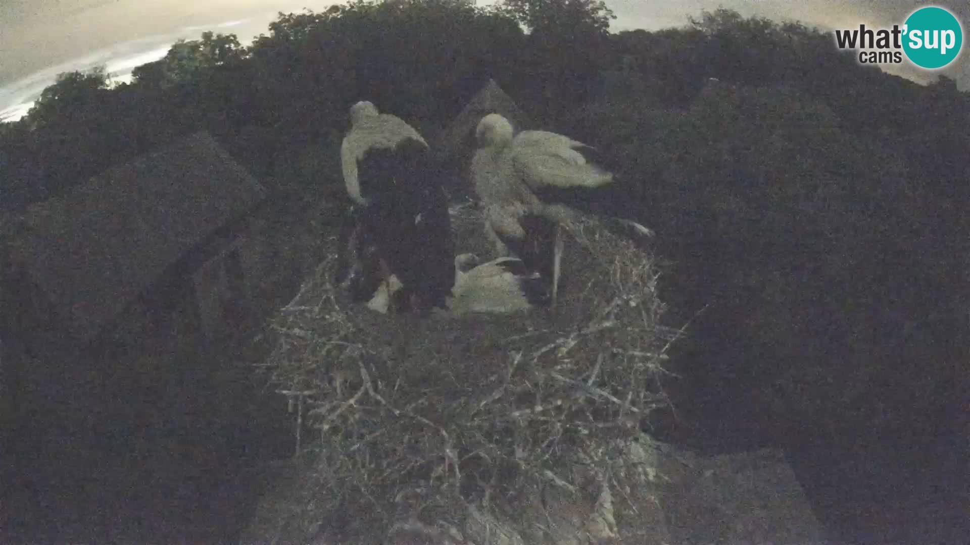 Pueblo europeo de cigüeñas camera en vivo Parque Natural Lonjsko polje