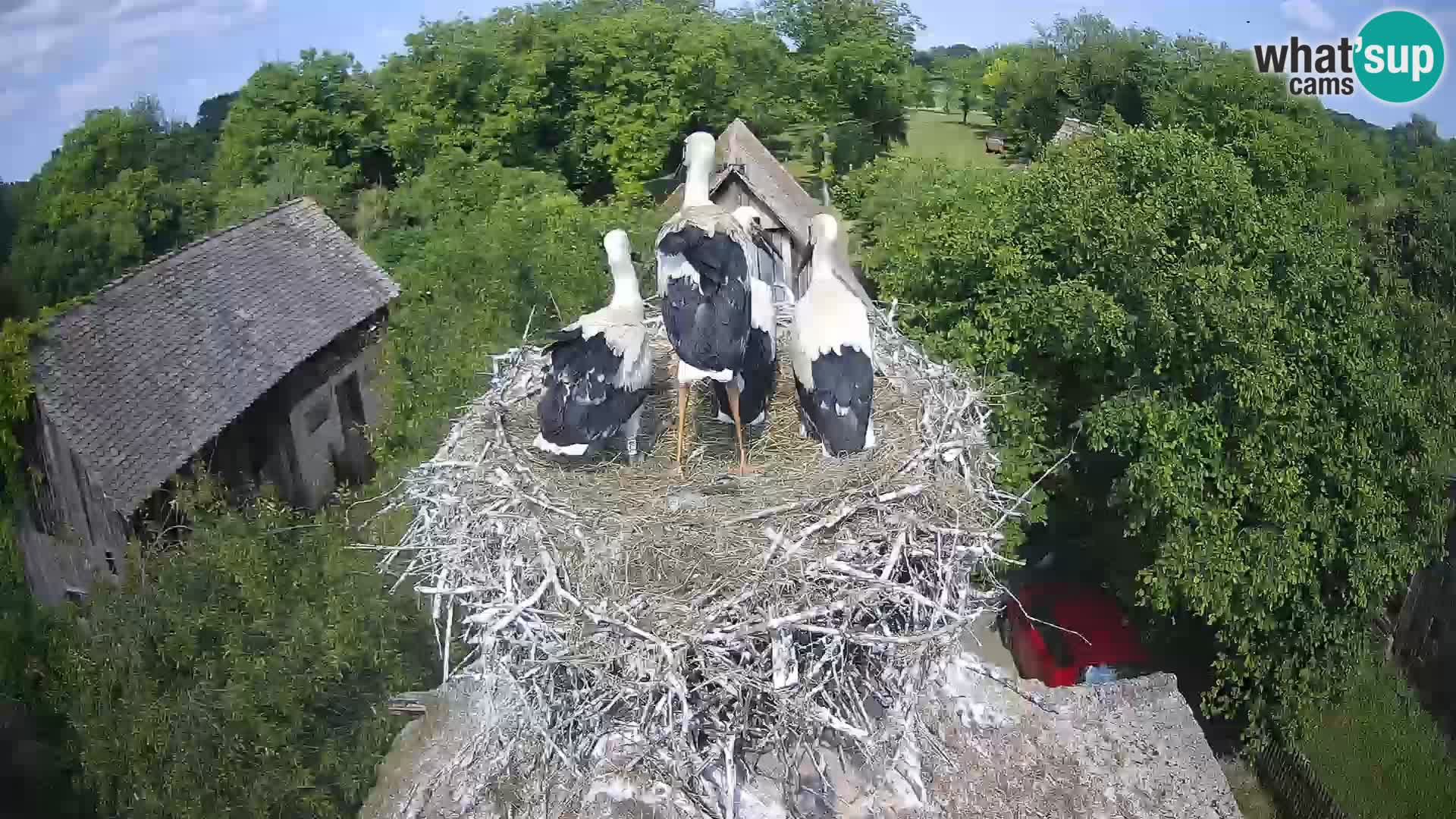Village européen de cigognes webcam Parc naturel de Lonjsko polje