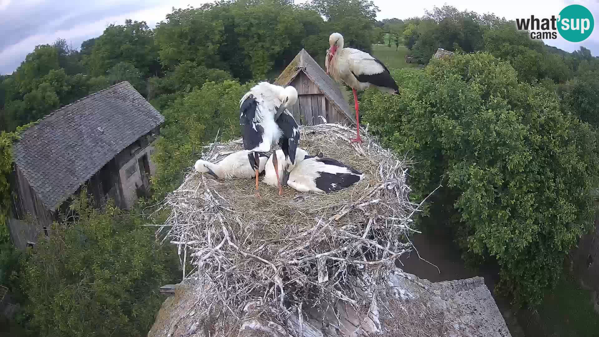 Villaggio delle cicogne europee webcam Parco naturale di Lonjsko polje