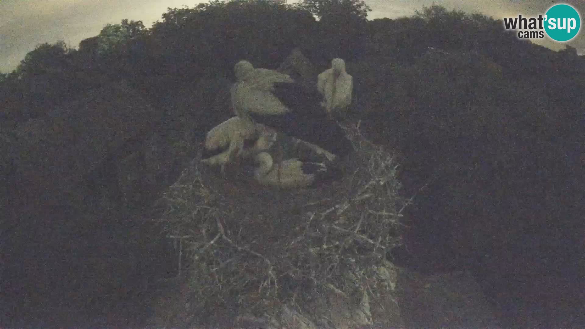 Webcam Europäisches Storchendorf – Naturpark Lonjsko polje