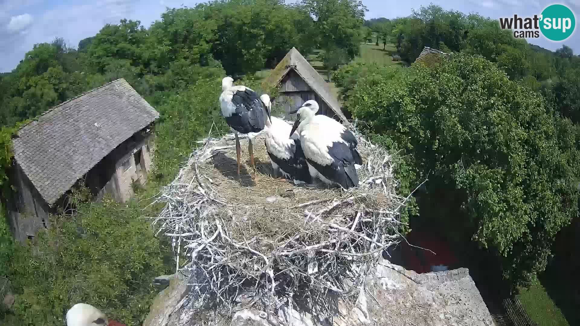 Pueblo europeo de cigüeñas camera en vivo Parque Natural Lonjsko polje