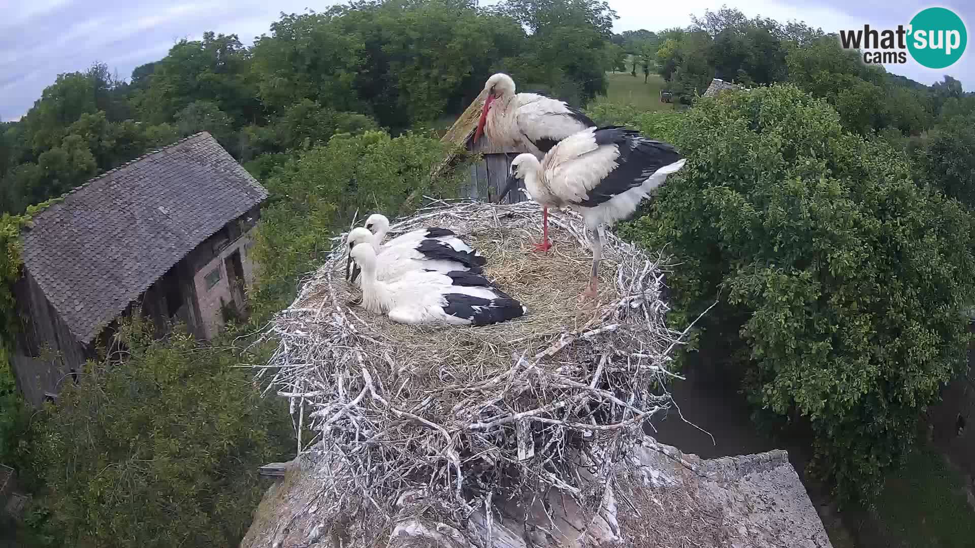 Village européen de cigognes webcam Parc naturel de Lonjsko polje