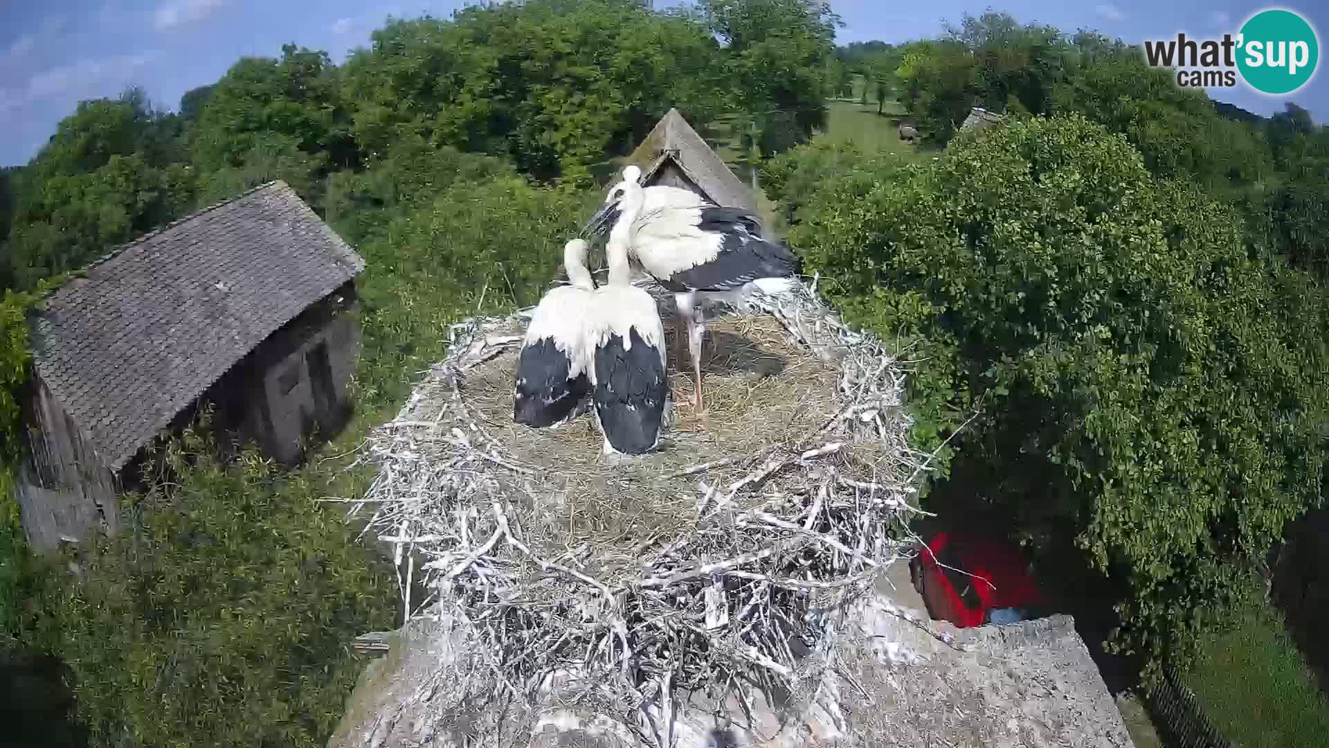 Webcam Europäisches Storchendorf – Naturpark Lonjsko polje