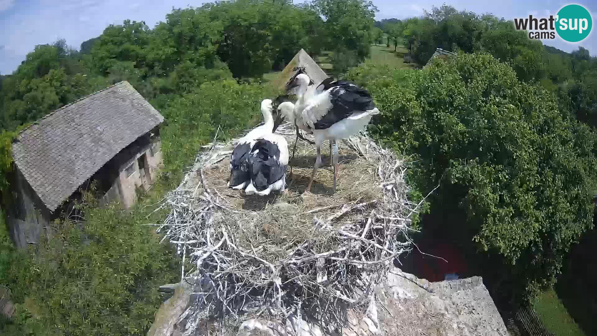 Webcam Europäisches Storchendorf – Naturpark Lonjsko polje