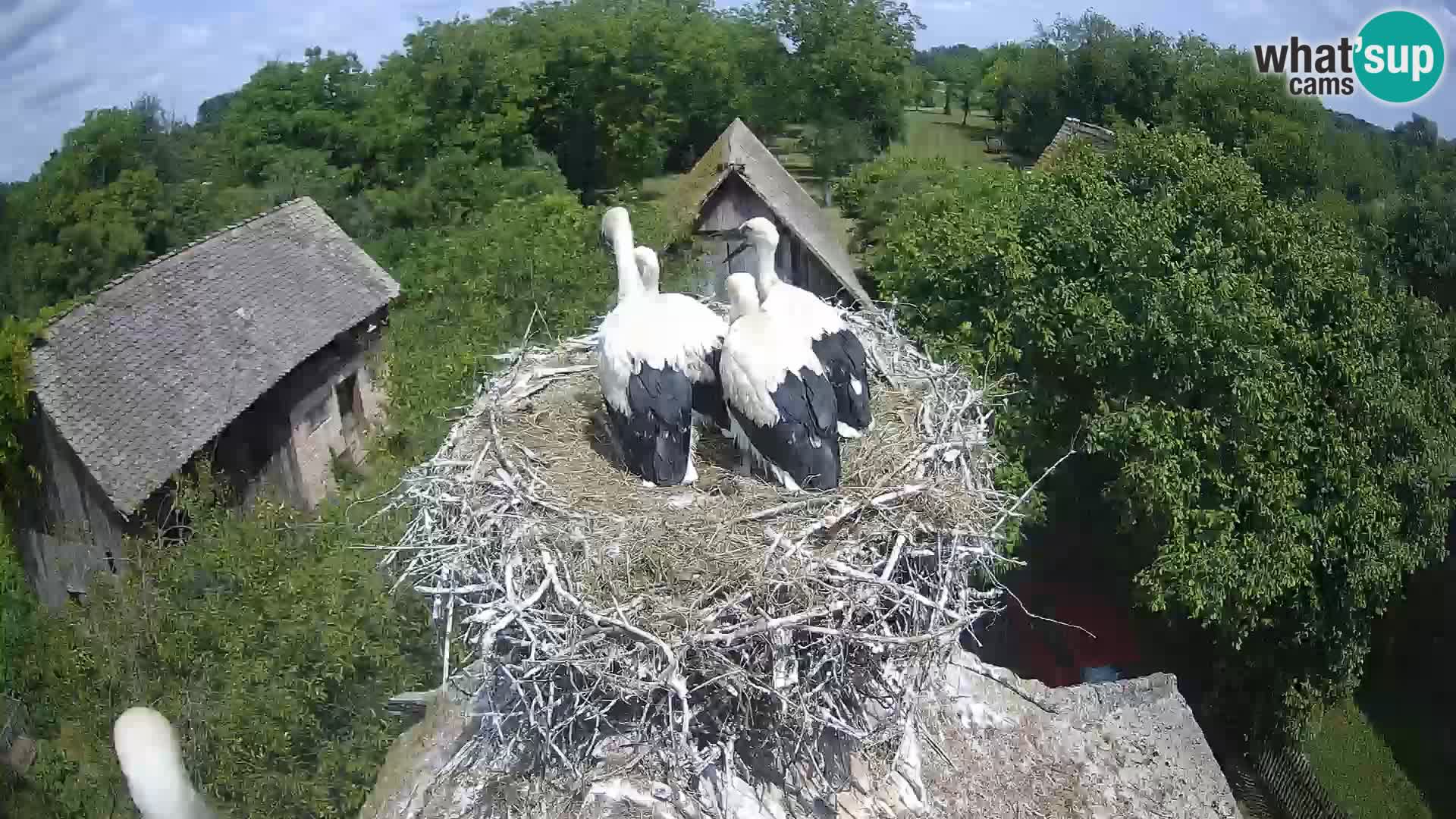 Villaggio delle cicogne europee webcam Parco naturale di Lonjsko polje