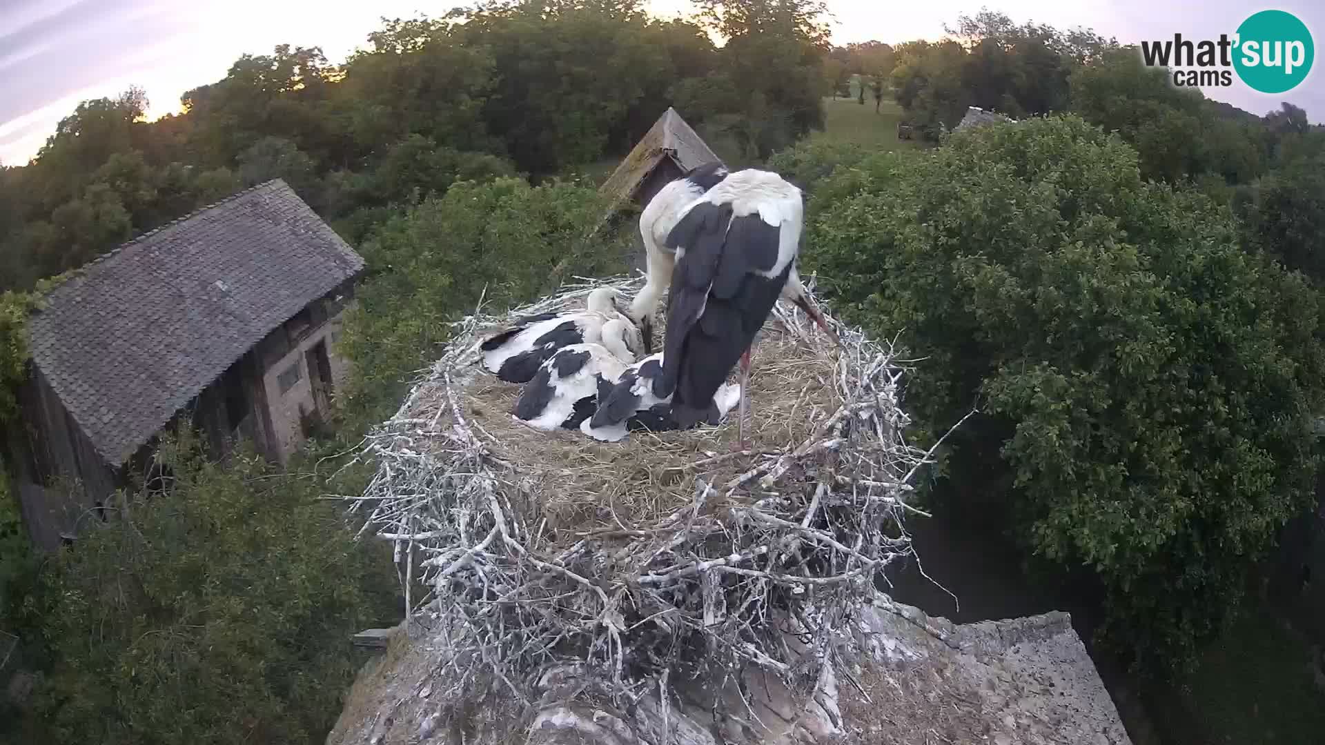 Village européen de cigognes webcam Parc naturel de Lonjsko polje