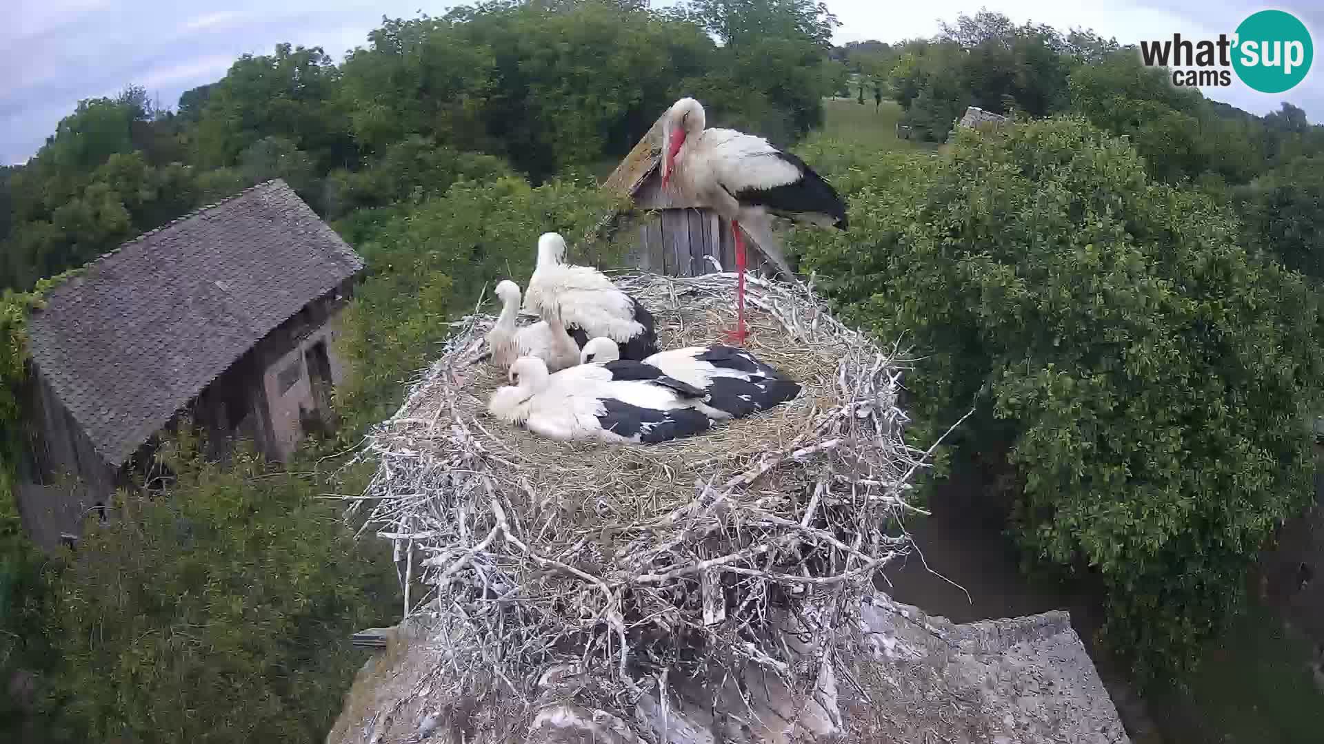 Village européen de cigognes webcam Parc naturel de Lonjsko polje