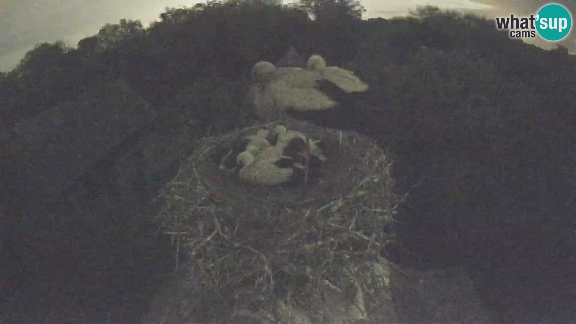 Villaggio delle cicogne europee webcam Parco naturale di Lonjsko polje