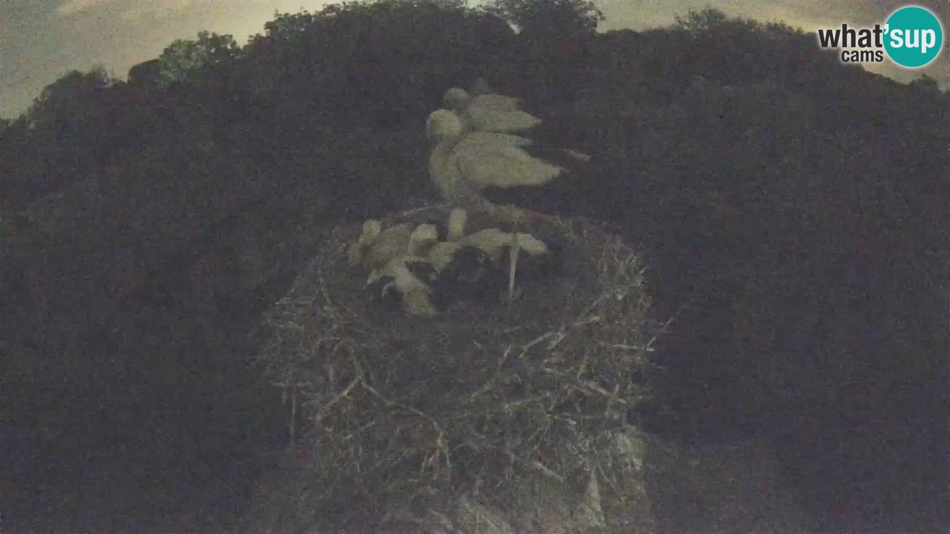 Webcam Europäisches Storchendorf – Naturpark Lonjsko polje
