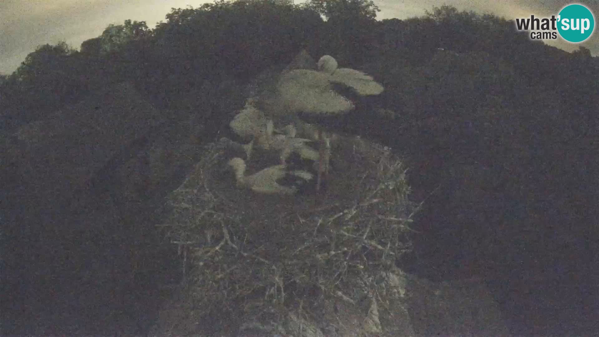 Villaggio delle cicogne europee webcam Parco naturale di Lonjsko polje