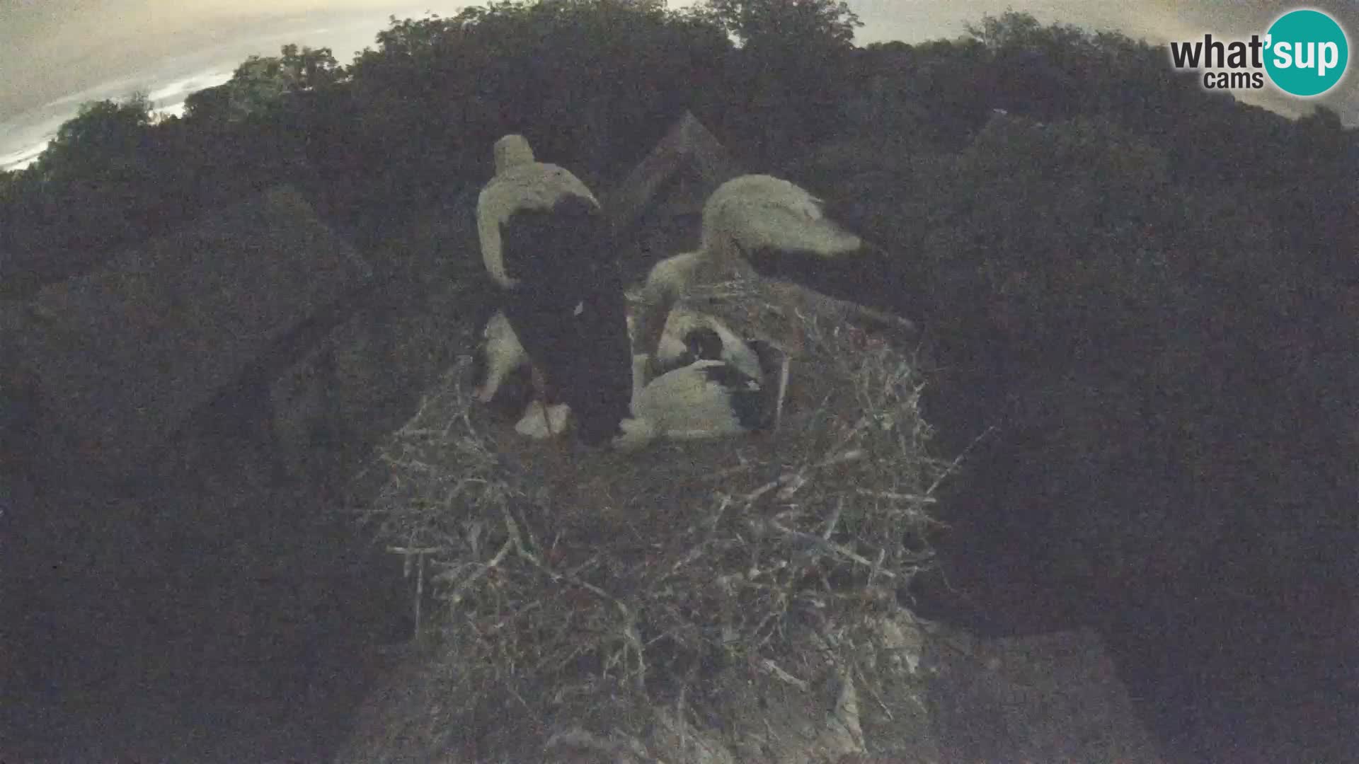 Live webcam European stork village – Lonjsko polje Nature Park