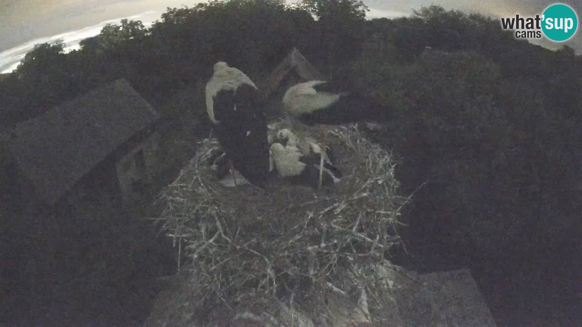Webcam Europäisches Storchendorf – Naturpark Lonjsko polje