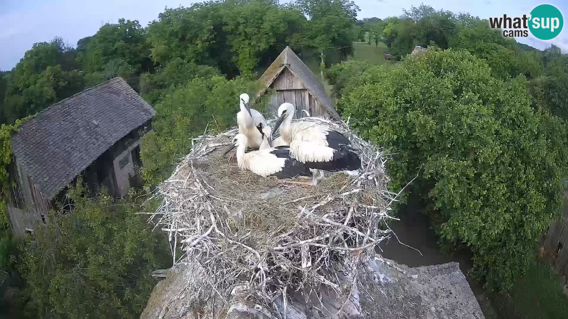 Webcam Europäisches Storchendorf – Naturpark Lonjsko polje