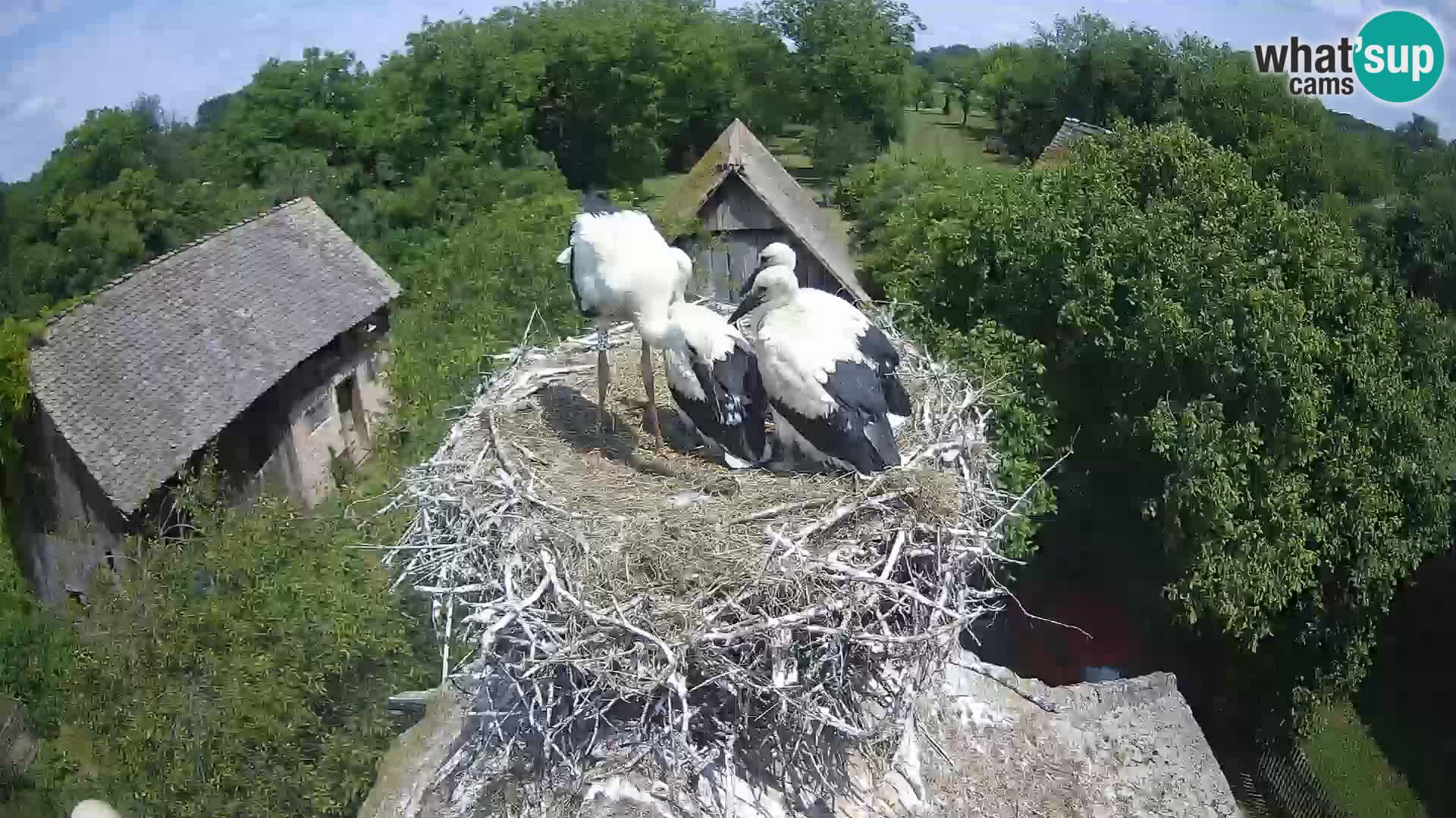 Webcam Europäisches Storchendorf – Naturpark Lonjsko polje