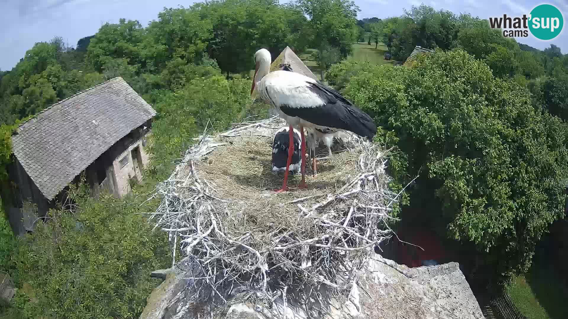 Pueblo europeo de cigüeñas camera en vivo Parque Natural Lonjsko polje
