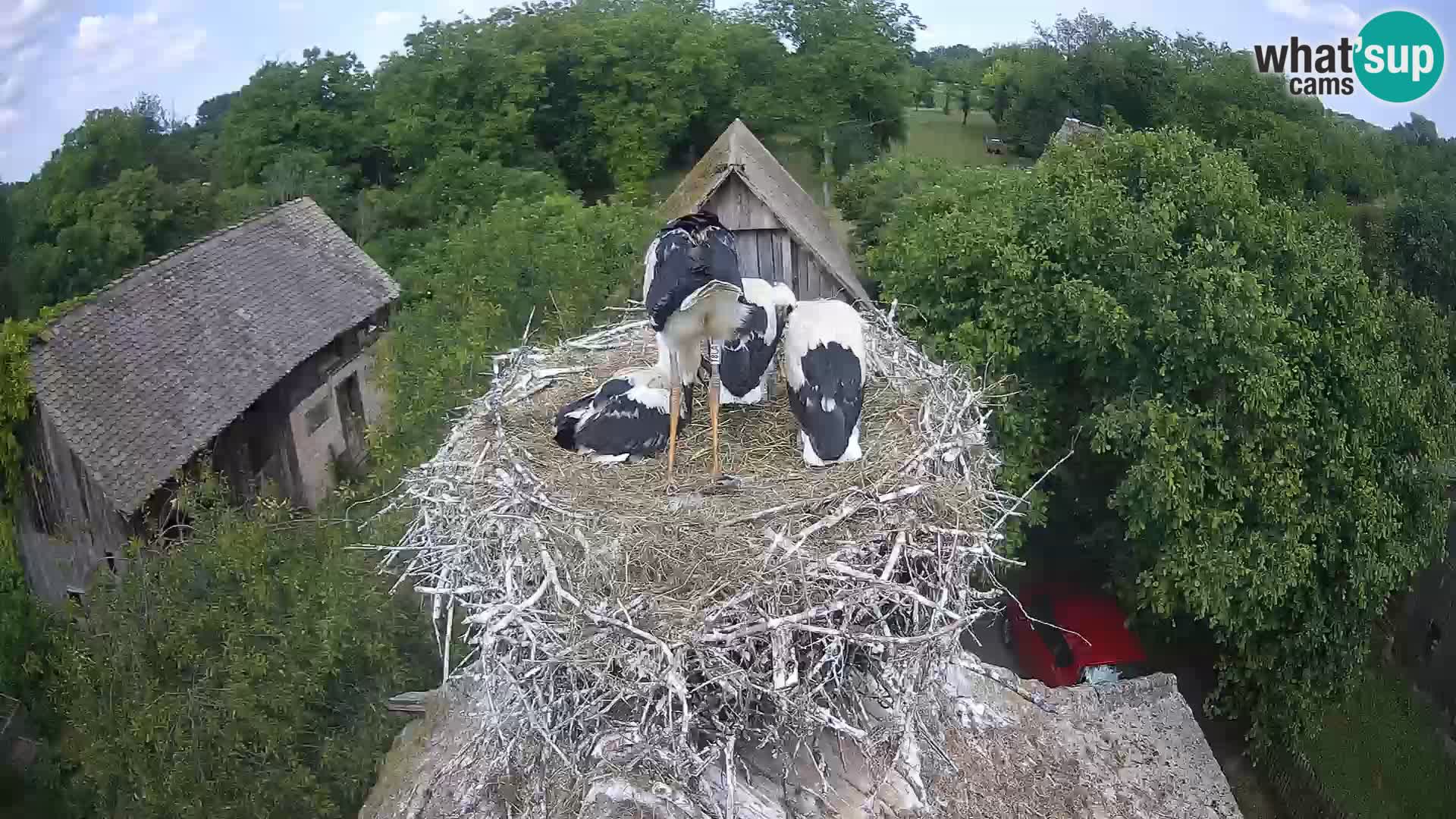 Village européen de cigognes webcam Parc naturel de Lonjsko polje