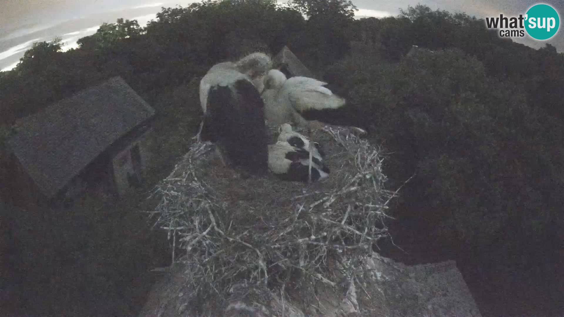 Webcam Europäisches Storchendorf – Naturpark Lonjsko polje