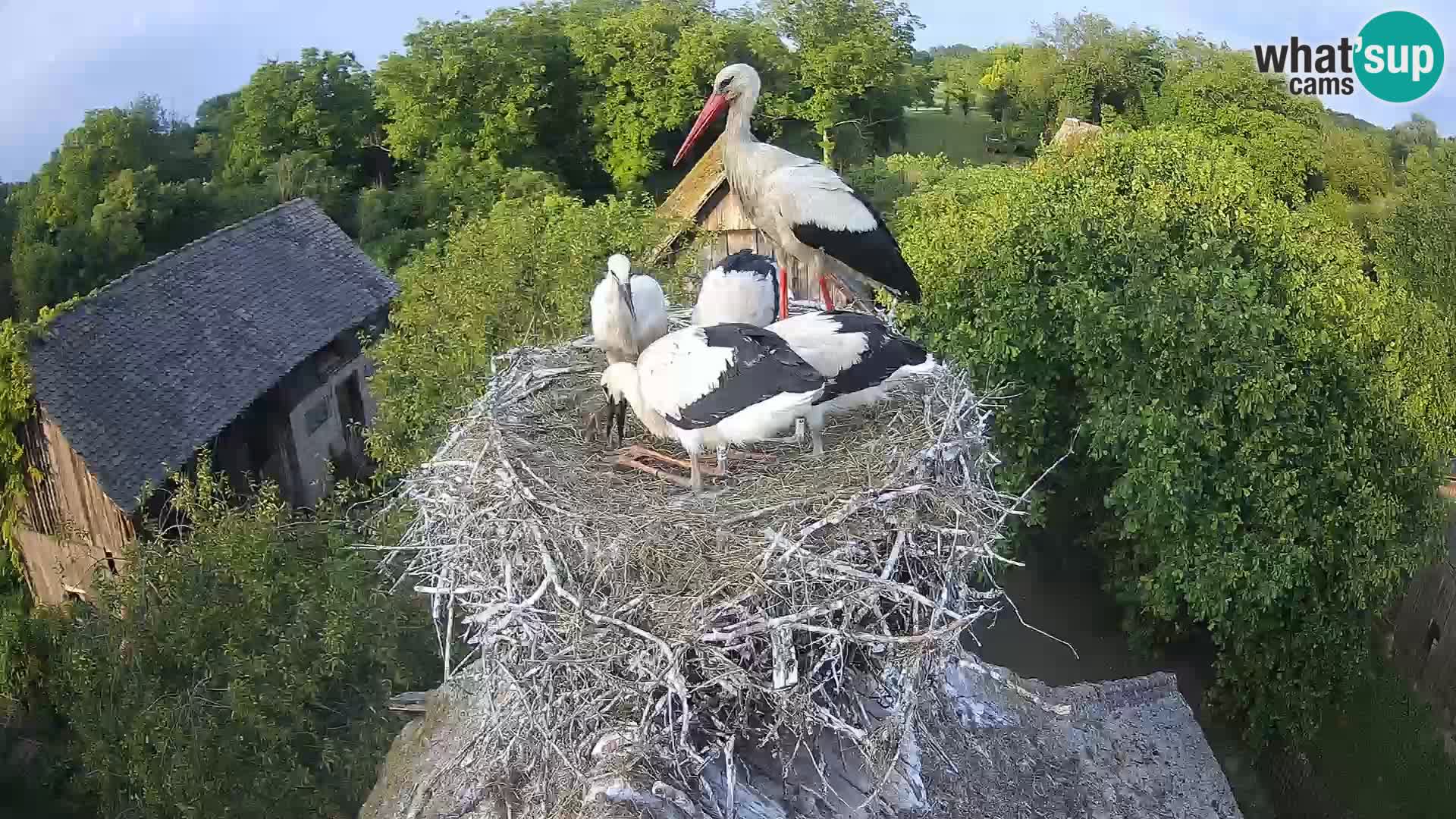 Villaggio delle cicogne europee webcam Parco naturale di Lonjsko polje