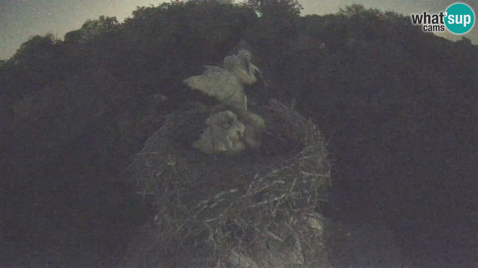 U živo Europsko selo roda – Park prirode Lonjsko polje